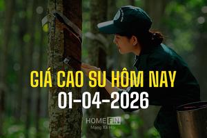 Giá cao su hôm nay 1/4/2026: Thế giới biến động trái chiều, trong nước giữ ổn định