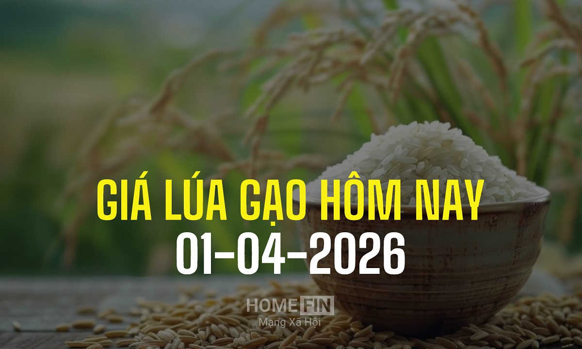 Cập nhật giá lúa gạo hôm nay 1/4/2026 mới nhất
