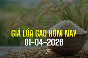 Giá lúa gạo hôm nay 1/4/2026: Thị trường khởi sắc, giá xuất khẩu tăng mạnh