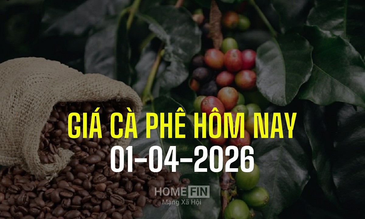 Giá cà phê hôm nay 1/4/2026 ở trong nước và thế giới mới nhất