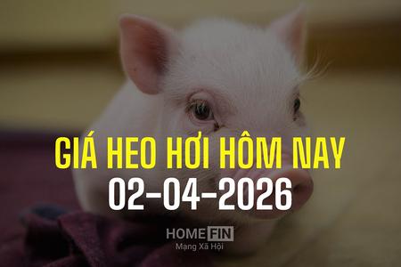 Giá heo hơi hôm nay 2/4/2026: Miền Bắc tiếp đà tăng, miền Nam đi ngang