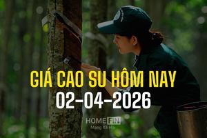 Giá cao su hôm nay 2/4/2026: Thế giới tăng nhẹ, trong nước giữ đà ổn định