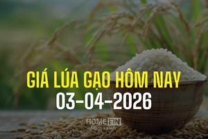 Giá lúa gạo hôm nay 3/4/2026: Lúa nhích nhẹ, gạo xuất khẩu bật tăng