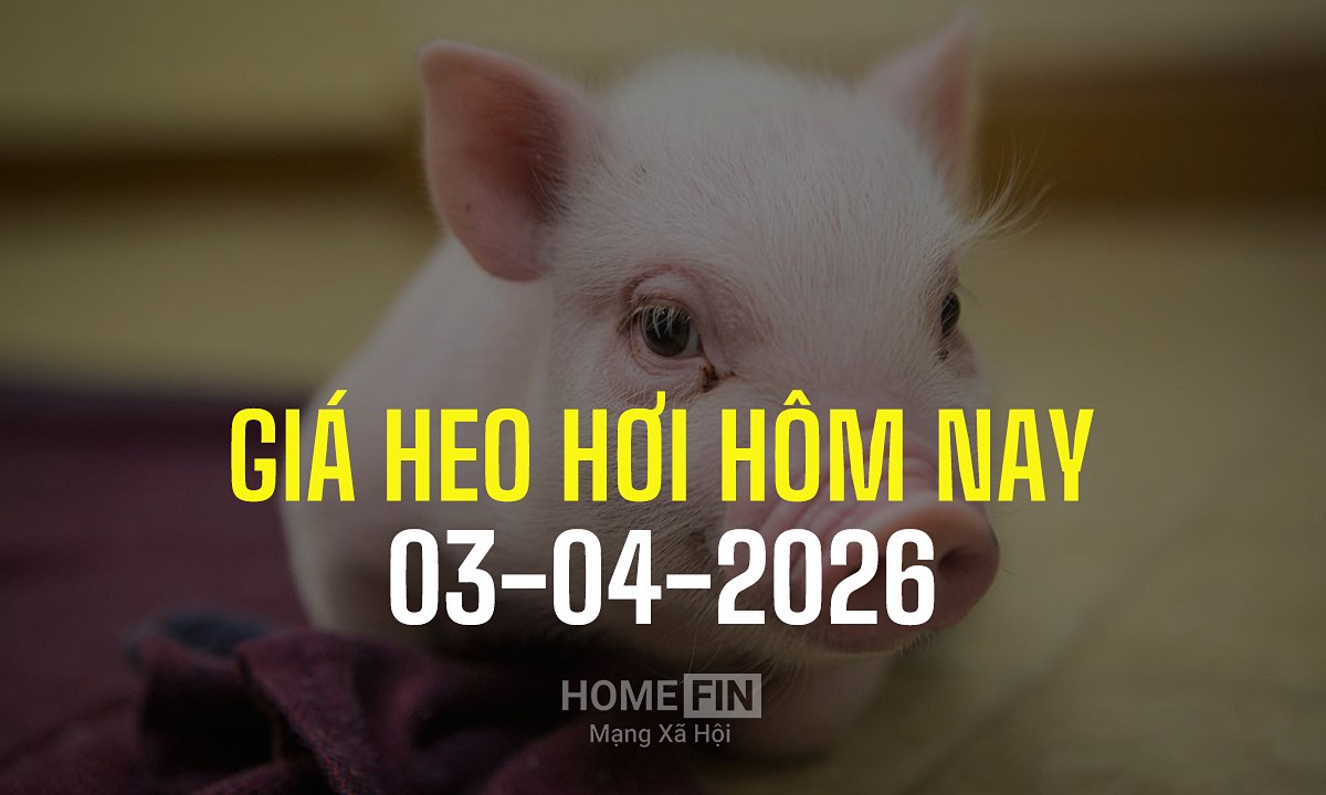 Cập nhật giá heo hơi hôm nay 3/4/2026 tại ba miền mới nhất