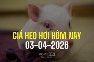 Giá heo hơi hôm nay 3/4/2026: Miền Bắc tăng thêm 1.000 đồng, miền Nam đi ngang