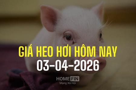 Giá heo hơi hôm nay 3/4/2026: Miền Bắc tăng thêm 1.000 đồng, miền Nam đi ngang