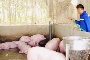 Giá heo hơi hôm nay 7/4/2026: Miền Bắc tăng nhẹ do nguồn cung giảm, thị trường có dấu hiệu hồi phục