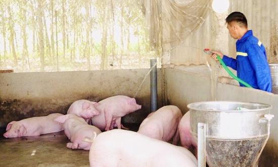 giá heo hơi hôm nay 7/4/2026 mới nhất