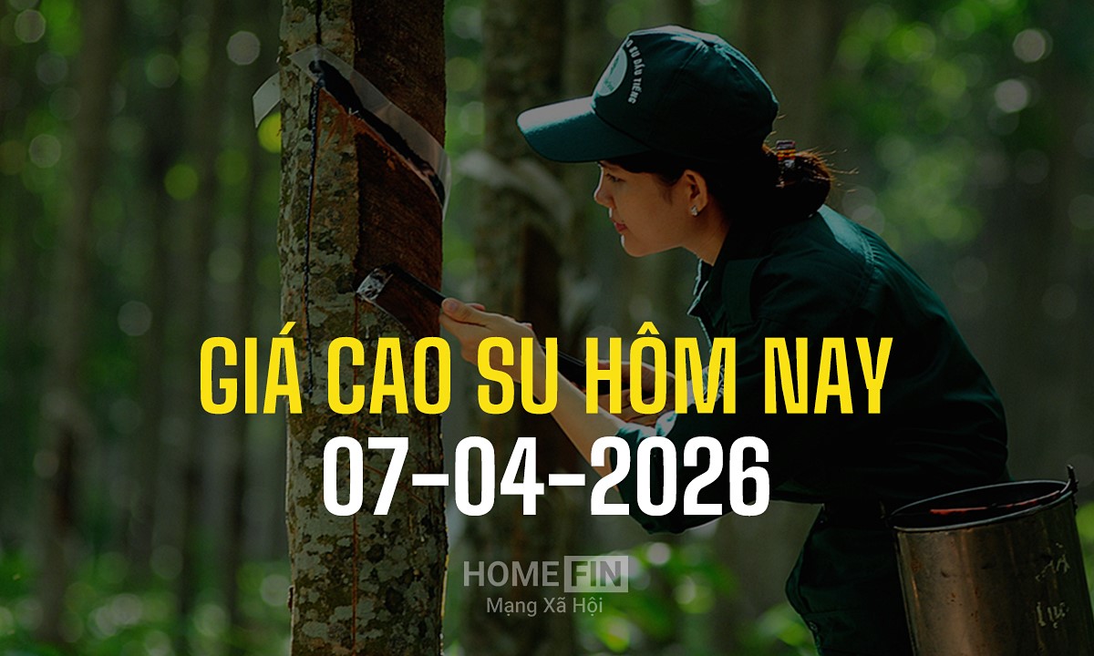 Cập nhật giá cao su hôm nay 7/4/2026 ở trong nước và thế giới mới nhất