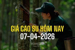 Giá cao su hôm nay 7/4/2026: Tiếp đà tăng trên thị trường thế giới, trong nước đi ngang