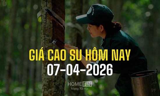 Cập nhật giá cao su hôm nay 7/4/2026 ở trong nước và thế giới mới nhất