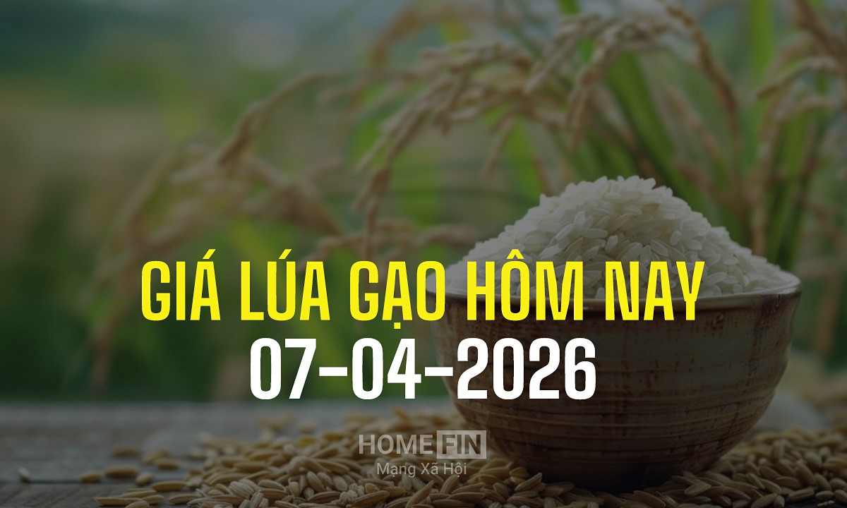 Cập nhật giá lúa gạo hôm nay 7/4/2026 mới nhất