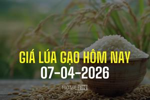 Giá lúa gạo hôm nay 7/4/2026: Thị trường trong nước vẫn ổn định, giá gạo xuất khẩu neo cao