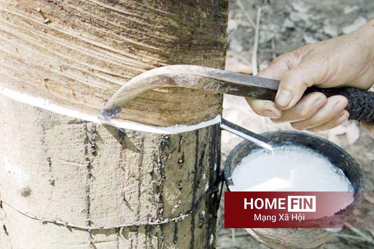 Cập nhật giá cao su hôm nay 13/4/2026 ở trong nước và thế giới mới nhất