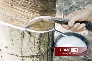 Giá cao su hôm nay 13/4/2026: Thế giới tiếp đà giảm nhẹ, thị trường trong nước duy trì ổn định