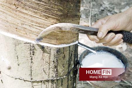 Giá cao su hôm nay 13/4/2026: Thế giới tiếp đà giảm nhẹ, thị trường trong nước duy trì ổn định