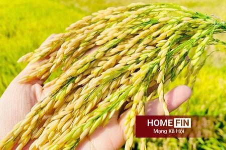 Giá lúa gạo hôm nay 13/4/2026: Xuất khẩu tiếp tục chịu áp lực cạnh tranh