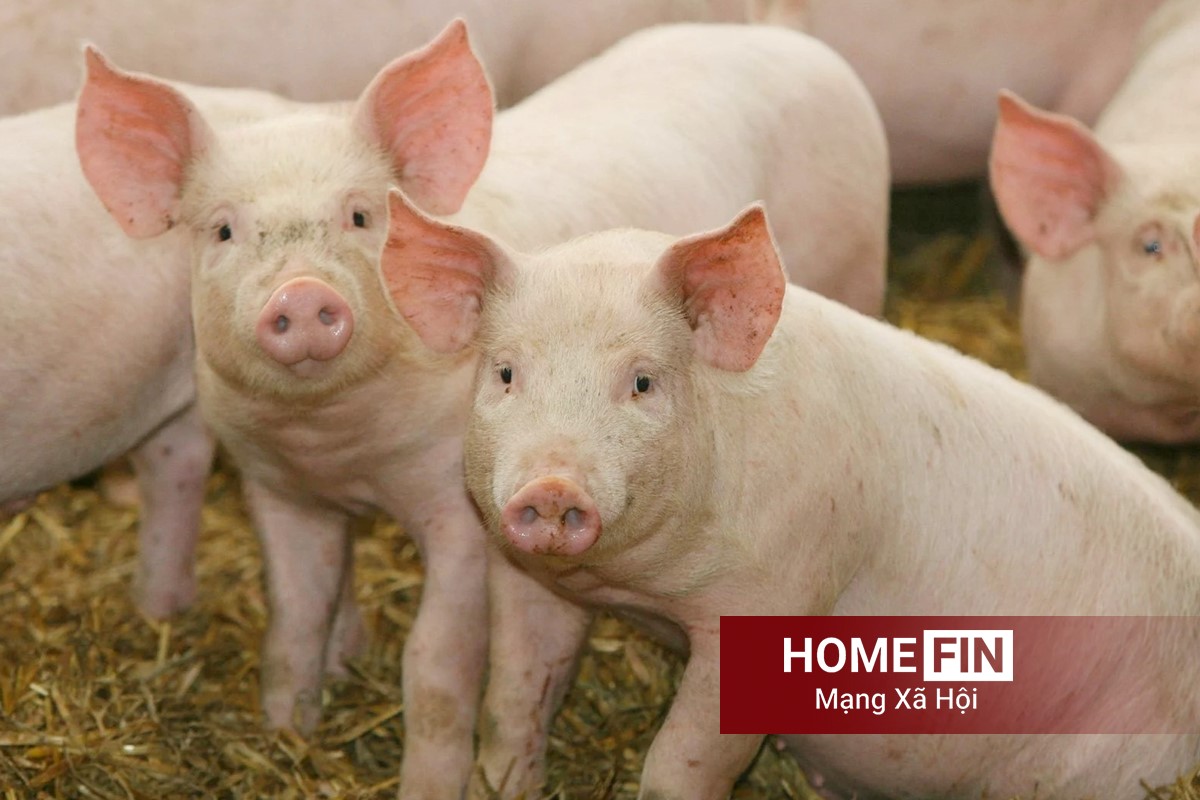 Cập nhật giá heo hơi hôm nay 14/4/2026 tại ba miền mới nhất