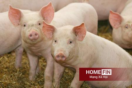 Giá heo hơi hôm nay 14/4/2026: Biến động trái chiều ở vài địa phương