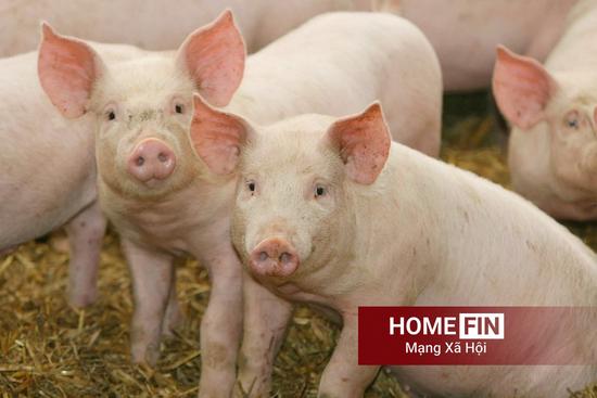 Cập nhật giá heo hơi hôm nay 14/4/2026 tại ba miền mới nhất