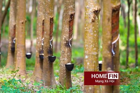 Giá cao su hôm nay 14/4/2026: Thị trường châu Á tiếp đà giảm, nguồn cung gia tăng gây áp lực