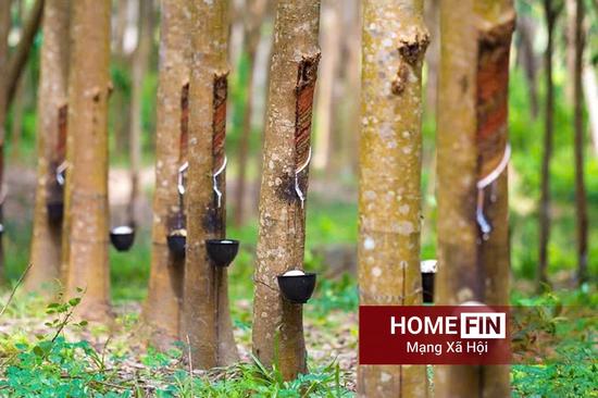 Cập nhật giá cao su hôm nay 14/4/2026 ở trong nước và thế giới mới nhất
