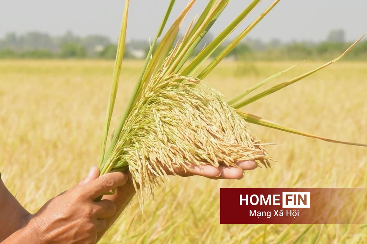 Cập nhật giá lúa gạo hôm nay 14/4/2026 mới nhất