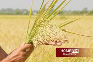 Giá lúa gạo hôm nay 14/4/2026: Thị trường ổn định, xuất khẩu chờ tín hiệu mới