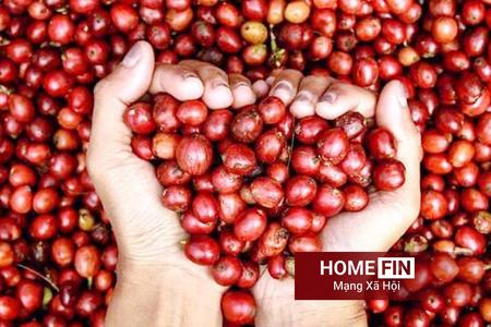 Giá cà phê hôm nay 14/4/2026: Tăng nhẹ trên thị trường thế giới, trong nước duy trì ổn định