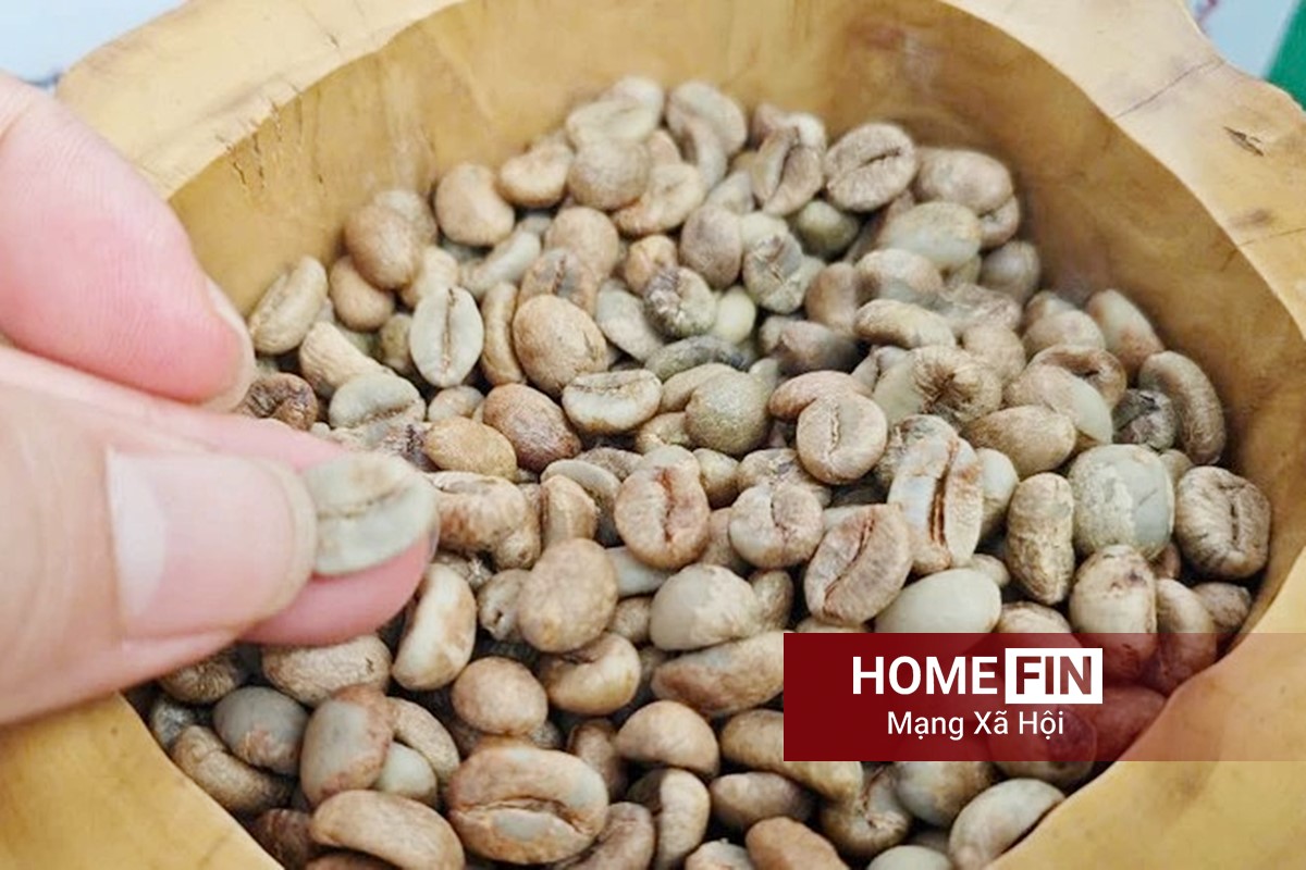 Giá cà phê hôm nay 15/4/2026 ở trong nước và thế giới mới nhất