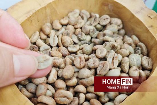 Giá cà phê hôm nay 15/4/2026 ở trong nước và thế giới mới nhất