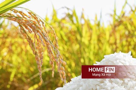 Giá lúa gạo hôm nay 15/4/2026: Gạo xuất khẩu bật tăng, thị trường trong nước ổn định