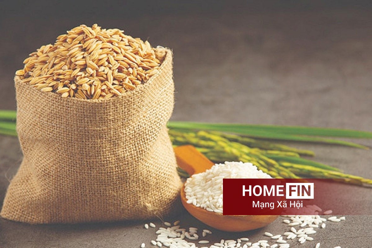 Cập nhật giá lúa gạo hôm nay 16-4-2026 mới nhất