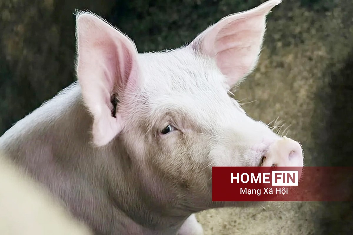 Cập nhật giá heo hơi hôm nay 16/4/2026 tại ba miền mới nhất