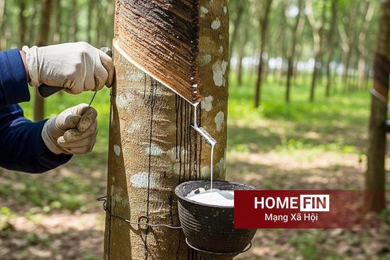 Cập nhật giá cao su hôm nay 16-4-2026 ở trong nước và thế giới mới nhất