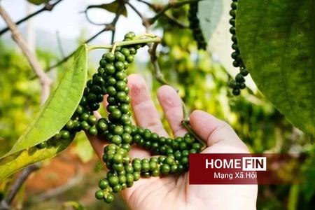 Giá tiêu hôm nay 16/4/2026: Trong nước giữ xu hướng tăng, chạm mốc 141.000 đồng/kg