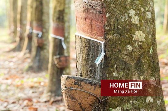 Cập nhật giá cao su hôm nay 17-4-2026 ở trong nước và thế giới mới nhất