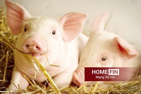 Giá heo hơi hôm nay 17-4-2026: Đi ngang, dao động 63.000 – 69.000 đồng/kg