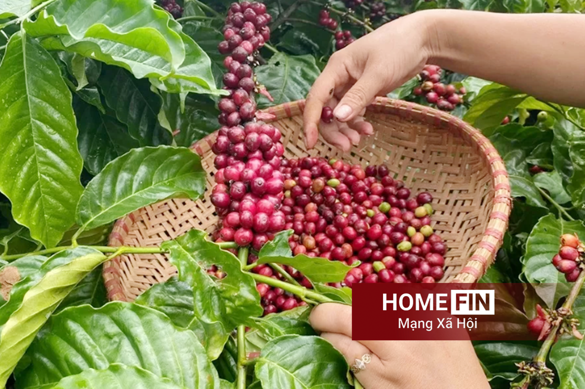 Giá cà phê hôm nay 17-4-2026 ở trong nước và thế giới mới nhất