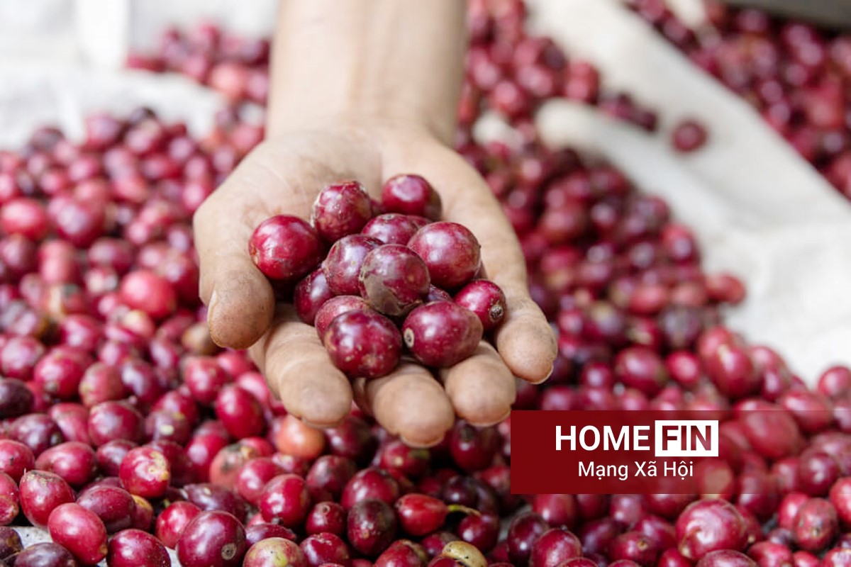 Giá cà phê hôm nay 22-4-2026 ở trong nước và thế giới mới nhất