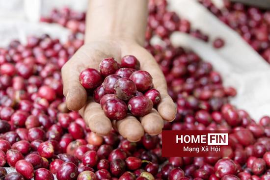 Giá cà phê hôm nay 22-4-2026 ở trong nước và thế giới mới nhất