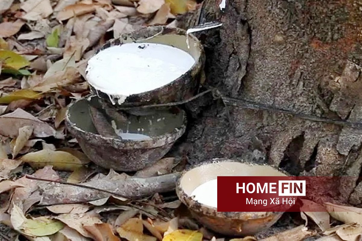 Cập nhật giá cao su hôm nay 22-4-2026 ở trong nước và thế giới mới nhất