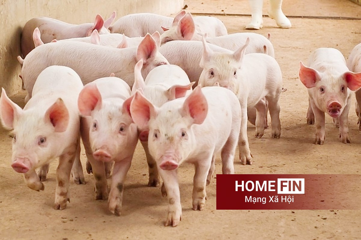 Cập nhật giá heo hơi hôm nay 21-4-2026 tại ba miền mới nhất