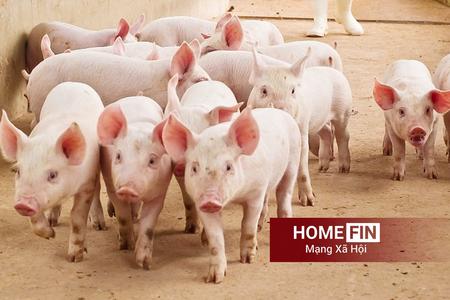 Giá heo hơi hôm nay 21-4-2026: Thị trường đồng loạt chững giá trên cả nước