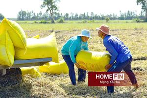 Giá lúa gạo hôm nay 22-4-2026: Lúa tươi trầm lắng, gạo xuất khẩu tăng giá