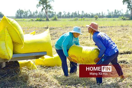 Giá lúa gạo hôm nay 22-4-2026: Lúa tươi trầm lắng, gạo xuất khẩu tăng giá