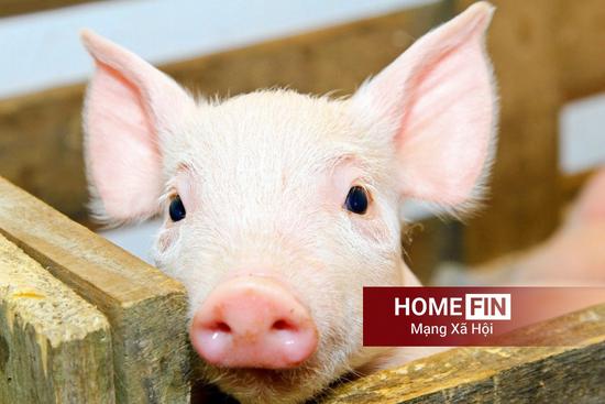 Cập nhật giá heo hơi hôm nay 22-4-2026 tại ba miền mới nhất