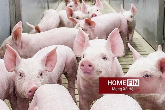 Cập nhật giá heo hơi hôm nay 23-4-2026 tại  ba miền mới nhất
