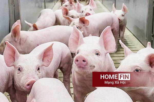 Cập nhật giá heo hơi hôm nay 23-4-2026 tại  ba miền mới nhất