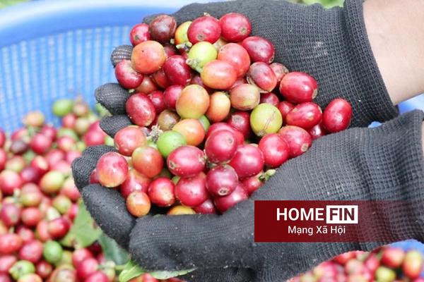 Giá cà phê hôm nay 23-4-2026 ở trong nước và thế giới mới nhất